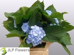 Hydrangea Verena Blue 60cm 13-15cm Hd