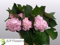 Hydrangea Verena 60cm 13-15cm Hd
