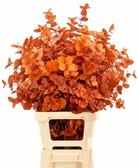 Eucalyptus Cinerea Orange Per Bunch 70cm 150gr.