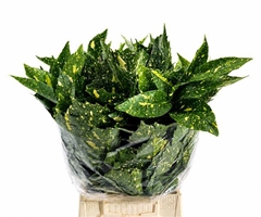 Aucuba Japonica Per Bunch 55cm 300gr.