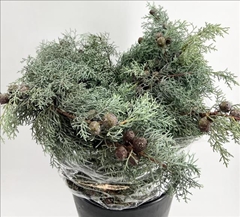Coniferen Green 65cm