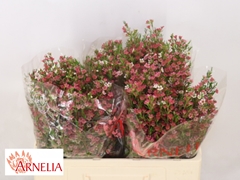 Chamelaucium My Sweet Sixteen 50cm 25gr.