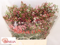 Chamelaucium My Sweet Sixteen 60cm 130gr.