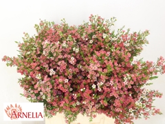 Chamelaucium My Sweet Sixteen 40cm 25gr.