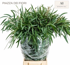 Eucalyptus Domenichina Per Bunch 65cm 300gr.
