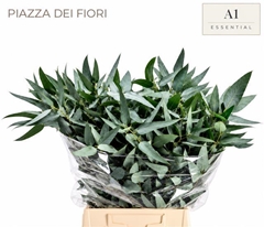 Eucalyptus Gloria Per Bunch 50cm 150gr.