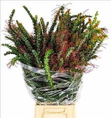 Acacia Decurrens Green 70cm 200gr.