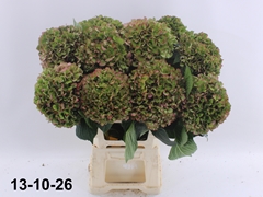 Hydrangea Glowing Alps Classic 70cm 17-19cm Hd