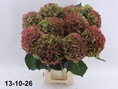 Hydrangea Elbtal Classic 70cm 20-22cm Hd