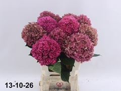 Hydrangea Glowing Alps Classic 60cm 13-15cm Hd