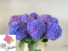 Hydrangea Pimpernel 80cm 21-23cm Hd
