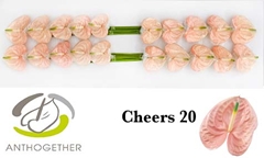 Anthurium Cheers 9cm Hd