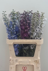 Delphinium Double Mix 90cm