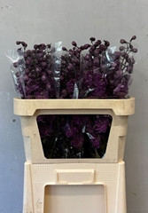 Delphinium Double Dev Mojo Magenta 80cm