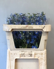 Delphinium Double Centurion Skyblue 70cm