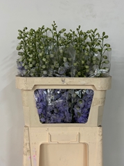 Delphinium Double Dewi Impressive 80cm