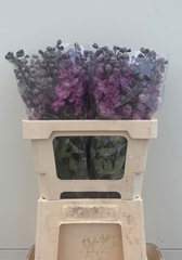 Delphinium Double Dewi Melody 60cm