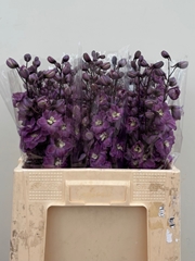 Delphinium Double Dewi Pink Floyd 60cm