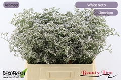 Limonium Caspium White Neto 60cm 30gr.