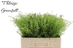 Lepidium Ruderale Green Bell 55cm 5gr.