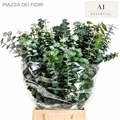 Eucalyptus Baby Blue Per Bunch 50cm 150gr.