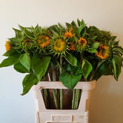 Helianthus Sunrich Gold 80cm