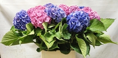 Hydrangea Mix 90cm 14-16cm Hd