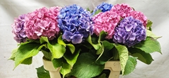 Hydrangea Mix 70cm 13-15cm Hd