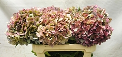 Hydrangea Bodensee Classic 70cm 17-19cm Hd