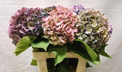 Hydrangea Bodensee Classic 55cm 15-17cm Hd