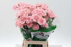 Dianthus Single Doncel 65cm