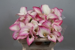Zantedeschia Call Mario 50cm