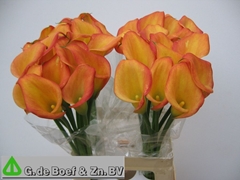 Zantedeschia Dutch Glory 65cm