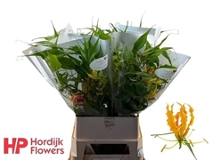 Gloriosa Twin Colour 90cm