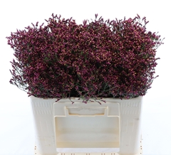 Limonium Sinense Scarlet Diamond 50cm 20gr.