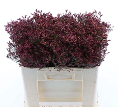 Limonium Sinense Scarlet Diamond 50cm 15gr.