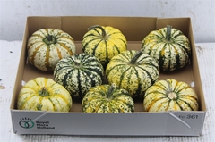 Cucurbita Pepo Lil Pump-ke-mon 12cm