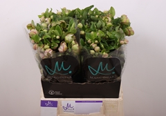 Helleborus Bella Belles 45cm