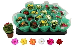 Kalanchoe Double Rosaline Mix 6Ø 12cm