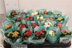 Kalanchoe Double Rosaline Mix 6Ø 12cm