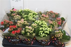 Kalanchoe Double Mix 8Ø 15cm