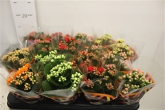 Kalanchoe Double Mix 8Ø 15cm
