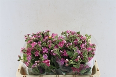 Oxypetalum Pink Harmony 50cm