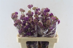Callicarpa Bodinieri Giraldii 60cm