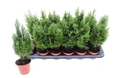 Chamaecyparis Ellwoodii 9Ø 31cm
