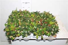 Gaultheria Procumbens 9Ø 13cm