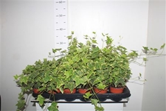 Hedera Helix Goldchild 9Ø 20cm