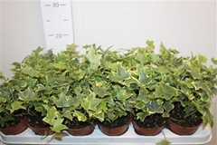 Hedera Helix Yellow Ripple 9Ø 15cm