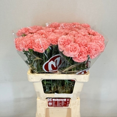 Dianthus Single April 60cm