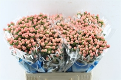 Hypericum Coco Tiamo 60cm
